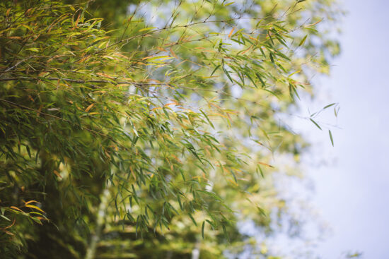 Japan 2023: Day 2 / Arashiyama Bamboo Grove